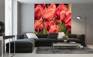 Seinämaalaukset - Punaiset tulppaanit, 225x250 cm hinta ja tiedot | Valokuvatapetit | hobbyhall.fi