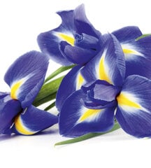 Seinämaalaukset - Irises 225x250 cm hinta ja tiedot | Valokuvatapetit | hobbyhall.fi