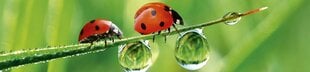 Liimavalokuvatapetti laminoidulla - Ladybird, 260x60 cm hinta ja tiedot | Valokuvatapetit | hobbyhall.fi