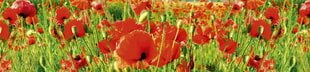 Liimavalokuvatapetti laminoidulla - Red poppy, 260x60 cm hinta ja tiedot | Valokuvatapetit | hobbyhall.fi