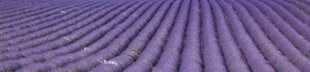 Liimavalokuvatapetti laminoidulla - Lavender field, 260x60 cm hinta ja tiedot | Valokuvatapetit | hobbyhall.fi