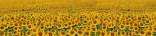 Liimavalokuvatapetti laminoidulla - Sunflowers, 260x60 cm hinta ja tiedot | Valokuvatapetit | hobbyhall.fi