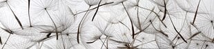 Liimavalokuvatapetti laminoidulla - Fluffy dandelions, 260x60 cm hinta ja tiedot | Valokuvatapetit | hobbyhall.fi