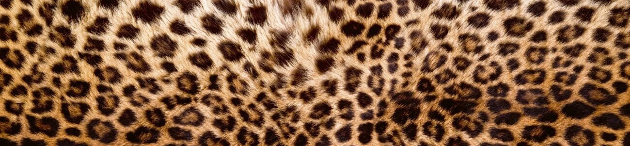 Liimavalokuvatapetti laminoidulla - Leopard skin, 260x60 cm hinta ja tiedot | Valokuvatapetit | hobbyhall.fi