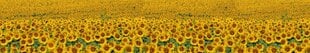 Liimavalokuvatapetti laminoidulla - Sunflowers, 350x60 cm hinta ja tiedot | Valokuvatapetit | hobbyhall.fi