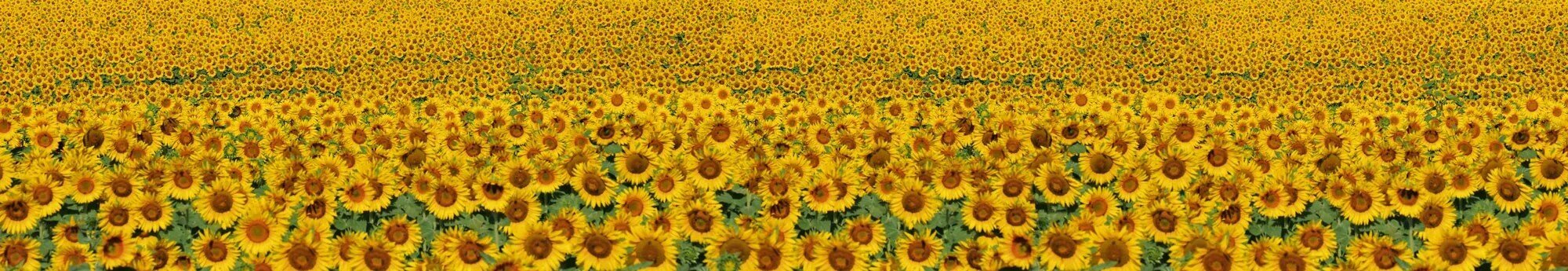 Liimavalokuvatapetti laminoidulla - Sunflowers, 350x60 cm hinta ja tiedot | Valokuvatapetit | hobbyhall.fi