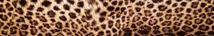 Liimavalokuvatapetti laminoidulla - Leopard skin, 350x60 cm hinta ja tiedot | Valokuvatapetit | hobbyhall.fi