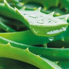 "Qult Senses of Nature - HEALTH" - Aromatiska kynttilä lasipurkissa puukannella – “Aloe Vera" hinta ja tiedot | Qult Design Huonekalut ja sisustus | hobbyhall.fi