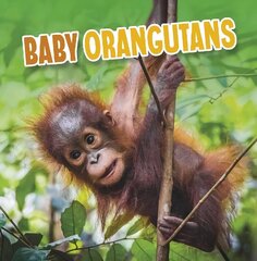 Baby Orangutans hinta ja tiedot | Nuortenkirjat | hobbyhall.fi