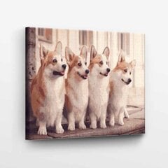 Maalaa numeroittain Viehättävä Corgi Tapymas.lt 40x50 cm hinta ja tiedot | Maalaa numeroiden mukaan | hobbyhall.fi