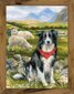 Kirjontasarja Riolis 1767 Bordercollie hinta ja tiedot | Kirjontatarvikkeet | hobbyhall.fi