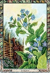 Druid Plant Oracle Tarot -kortit hinta ja tiedot | Esoteria | hobbyhall.fi