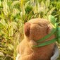 Capybara pehmolelu 23 cm hinta ja tiedot | Pehmolelut | hobbyhall.fi