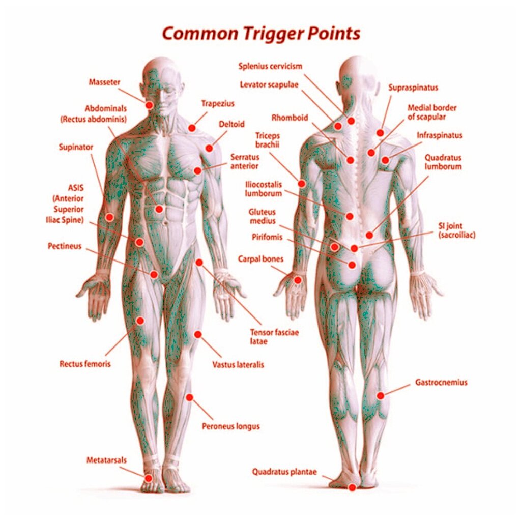 Monitoiminen trigger point -hierontatyökalu THOMS Point Therapy hinta ja tiedot | Hierontatuotteet | hobbyhall.fi