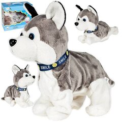 Husky-koira reagoi kosketuksiin, haukkumiseen hinta ja tiedot | Pehmolelut | hobbyhall.fi