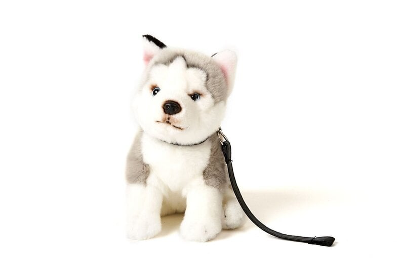 Pehmo koira Husky talutushihnalla Uni-Toys, 24cm