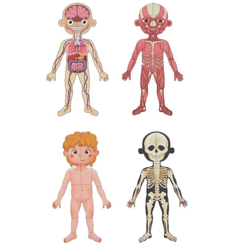 Puinen magneettinen palapeli Tooky "Anatomia" hinta ja tiedot | Lautapelit ja älypelit | hobbyhall.fi