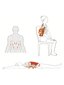 YONGSTYLE Deep Tissue Hierontalaite, Psoas Release Tool, Myofascial Trigger Point Release lapaluiden kipu, Levator scapulae -kipu, alaselän kipu, lantio hinta ja tiedot | Intiimipesutuotteet | hobbyhall.fi