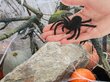 Halloween koristelu - Hämähäkki, 4 kpl. hinta ja tiedot | Juhlakoristeet | hobbyhall.fi