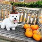 Halloween Pet Hat Säädettävät noitahatut kissoille Koirille Keltainen noitahattu Lemmikkien päähineet Musta pitsi Cosplay-asut Säädettävä kukkahattu pienille ja keskikokoisille kissoille koirille hinta ja tiedot | Pehmolelut | hobbyhall.fi