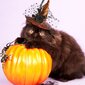 Halloween Pet Hat Säädettävät noitahatut kissoille Koirille Keltainen noitahattu Lemmikkien päähineet Musta pitsi Cosplay-asut Säädettävä kukkahattu pienille ja keskikokoisille kissoille koirille hinta ja tiedot | Pehmolelut | hobbyhall.fi