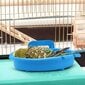 Bird Bath Tub Papukaijahäkki Lisävarusteet Kylpybudgie/Canary Bird Bath -ruokintakulho (sininen) hinta ja tiedot | Lintulaudat ja lintuhäkit | hobbyhall.fi