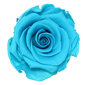 Kestoruusu Amorosa Bright Turquoise 50 cm, lahjalaatikossa hinta ja tiedot | Kestoruusut | hobbyhall.fi