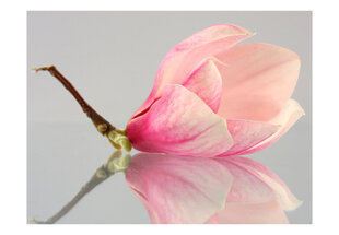 Valokuvatapetti - Yksinäinen magnolia kukka hinta ja tiedot | Valokuvatapetit | hobbyhall.fi