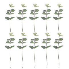 10 Kpl Kakkukoristeita, Eucalyptus Leaf Cake Topper hinta ja tiedot | Juhlakoristeet | hobbyhall.fi