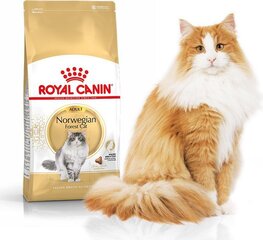 Royal Canin Norja metsäkissat Norvegian, 2 kg hinta ja tiedot | Kissan kuivaruoka | hobbyhall.fi