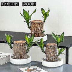 Brazilian Wood Water Green Plant Nosta Lucky Wood -ruukkukasveja Four Seasons Plants A hinta ja tiedot | Koristeet ja tarrat | hobbyhall.fi