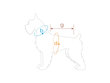 Amiplay Bronx koirantakki, 41 cm, punainen hinta ja tiedot | Koiran vaatteet | hobbyhall.fi