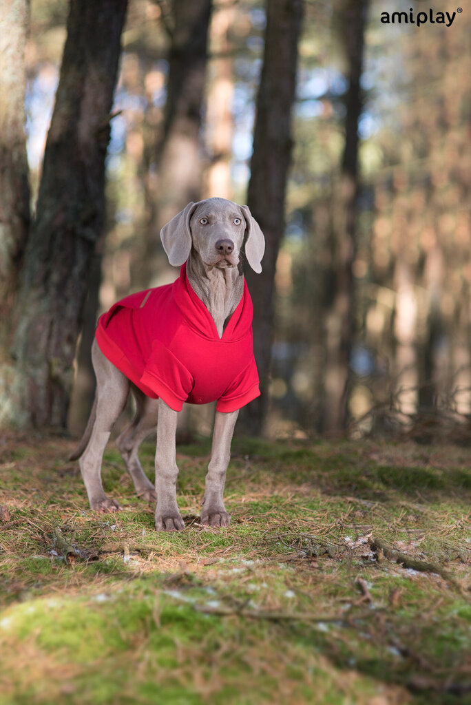 Amiplay pusero hupulla Texas, S, punainen hinta ja tiedot | Koiran vaatteet | hobbyhall.fi