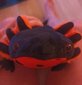 Pehmeä axolotl pehmo, musta hinta ja tiedot | Pehmolelut | hobbyhall.fi