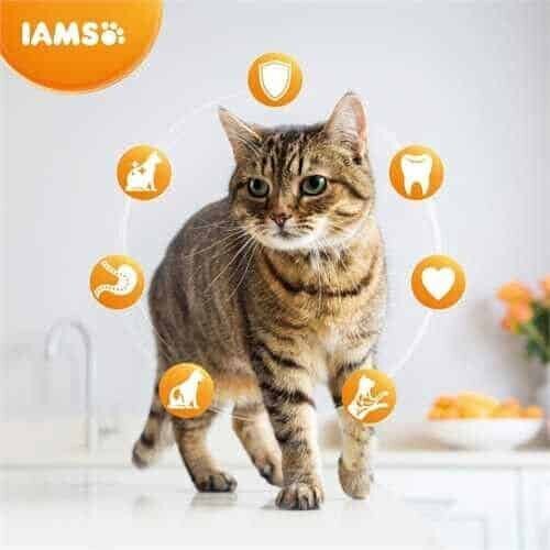 IAMS For Vitality Cat Senior kanan kanssa, 3 kg hinta ja tiedot | Kissan kuivaruoka | hobbyhall.fi