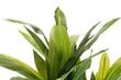 4Living tekokasvi Yucca, 85 cm hinta ja tiedot | Sisustustuotteet | hobbyhall.fi