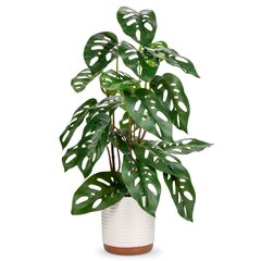 Briful tekokasvi 55 cm Monstera Monkey hinta ja tiedot | Keinotekoiset kukat | hobbyhall.fi