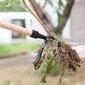 Weeder Stand Up Weed Puller Tool Claw Weeder Root Remover Outdoor Killer Tool jalkapolkimella hinta ja tiedot | Puutarhatyökalut | hobbyhall.fi