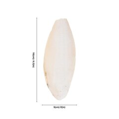 3 kpl Cuttlebone Bite Lelu hinta ja tiedot | Kartiot ja harjoitusesteet | hobbyhall.fi