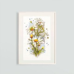 Ristipistopakkaukset Magic Needle "White Daisies" 100-103 hinta ja tiedot | Kirjontatarvikkeet | hobbyhall.fi