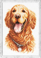 Ristipistopakkaukset Magic Needle "Golden Retriever" 59-24 hinta ja tiedot | Kirjontatarvikkeet | hobbyhall.fi