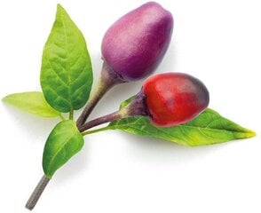Click & Grow Smart Garden -täyttö Purppura chili 3kpl hinta ja tiedot | Sisäpuutarhat ja kasvilamput | hobbyhall.fi