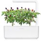 Click & Grow Smart Garden -täyttö Purppura chili 3kpl hinta ja tiedot | Sisäpuutarhat ja kasvilamput | hobbyhall.fi