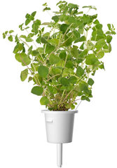 Click & Grow Smart Garden -täyttöpakkaus Pune 3kpl hinta ja tiedot | Sisäpuutarhat ja kasvilamput | hobbyhall.fi