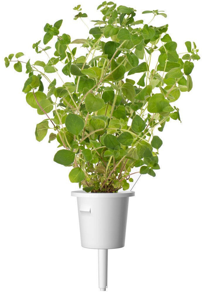 Click & Grow Smart Garden -täyttöpakkaus Oregano , 3kpl hinta ja tiedot | Sisäpuutarhat ja kasvilamput | hobbyhall.fi