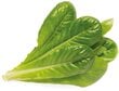Click & Grow Smart Garden -täyttö Rooma-salaatti 3kpl hinta ja tiedot | Sisäpuutarhat ja kasvilamput | hobbyhall.fi