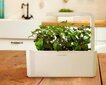 Click & Grow Smart Garden -täyttö Sitruunamelissa 3kpl hinta ja tiedot | Sisäpuutarhat ja kasvilamput | hobbyhall.fi