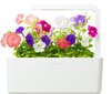 Click & Grow Smart Garden -täyttö Petuunia 3kpl hinta ja tiedot | Sisäpuutarhat ja kasvilamput | hobbyhall.fi