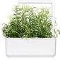 Click & Grow Smart Garden -täyttö Rosemary 3 kpl hinta ja tiedot | Sisäpuutarhat ja kasvilamput | hobbyhall.fi
