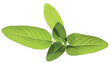Click & Grow Smart Garden, Salvia, 3 kpl hinta ja tiedot | Sisäpuutarhat ja kasvilamput | hobbyhall.fi
